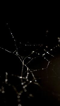 Spider Web Nature Rain Water Pattern Dark wallpaper