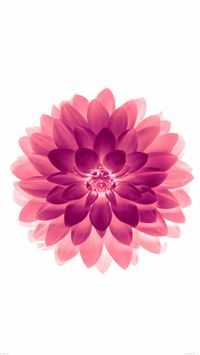 Big Red Flower Blossom Art wallpaper