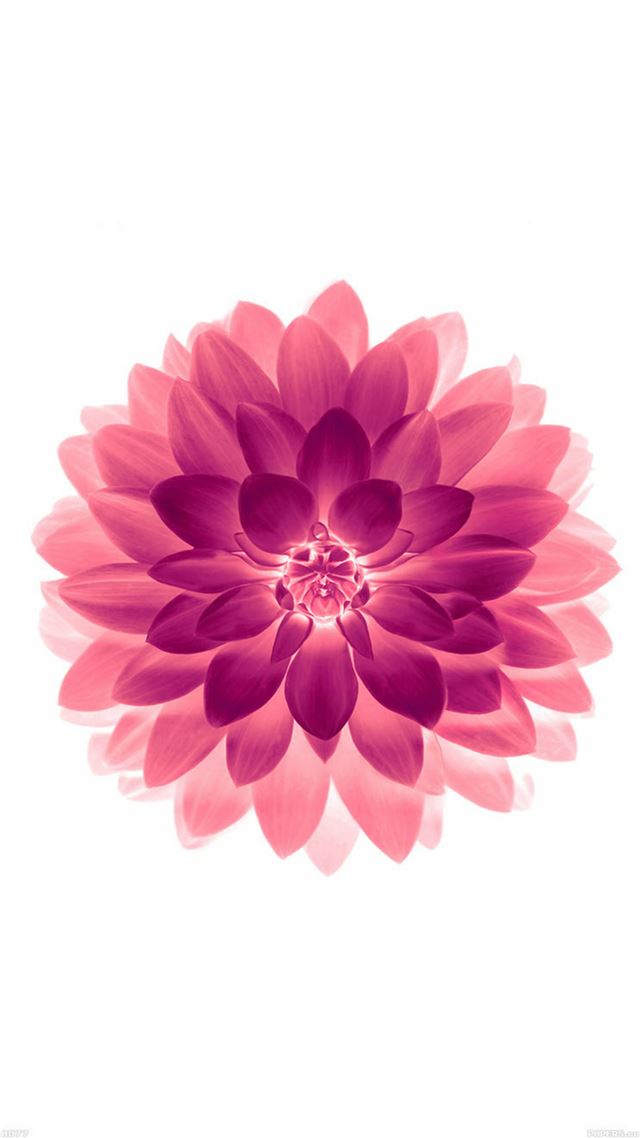 1080x1920 Big Red Flower Blossom Art - blossom iPhone 8 Wallpaper
