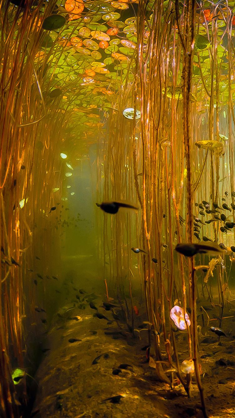 Water Tadpoles Underwater iPhone 8 Wallpapers Free Download