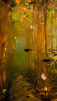 Water Tadpoles Underwater wallpaper
