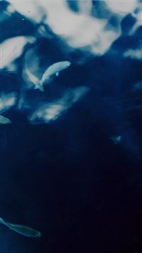 Water Lake Fish Nature Indigo Blue wallpaper