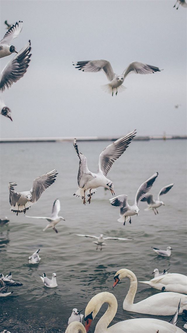 1080x1920 Seagull Sea Beach Port Nature Animal - port iPhone 8 Wallpaper