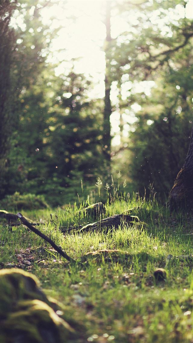 1080x1920 Forest Green Nature Tree - sunlight iPhone 8 Wallpaper
