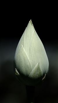 Gray Tulip Bulb Macro Black Background iPhone 6(s)~8(s) wallpaper