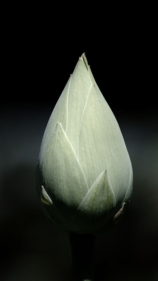 1080x1920 Gray Tulip Bulb Macro Black Background - macro iPhone 8 Wallpaper