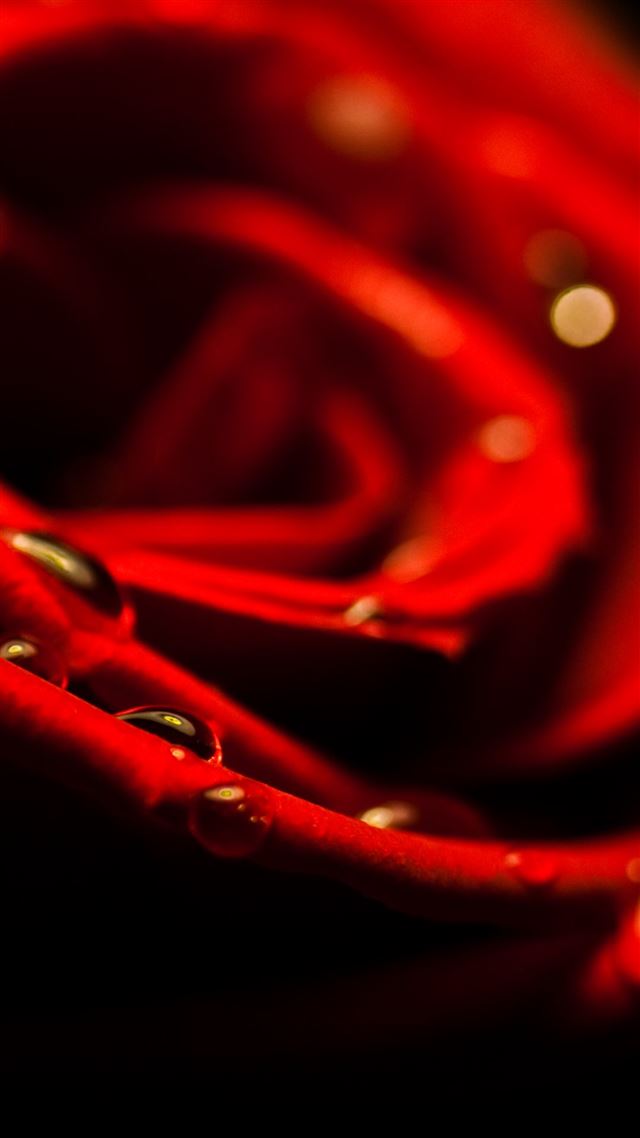 1080x1920 Red Rose Closeup Valentines Day - beautiful iPhone 8 Wallpaper