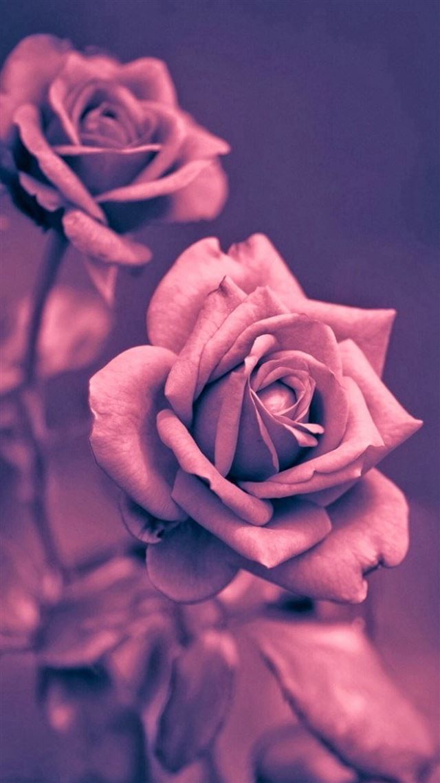 1080x1920 Beautiful Pink Rose Closeup  - macro iPhone 8 Wallpaper