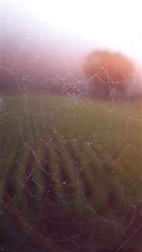 Morning Dew Spider Web Rain Water Nature Flare wallpaper