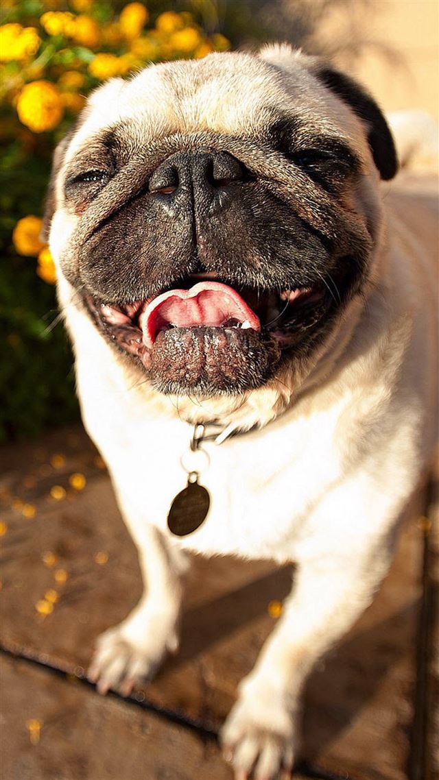 1080x1920 Cute Pug Dog Laughing - lovely iPhone 8 Wallpaper