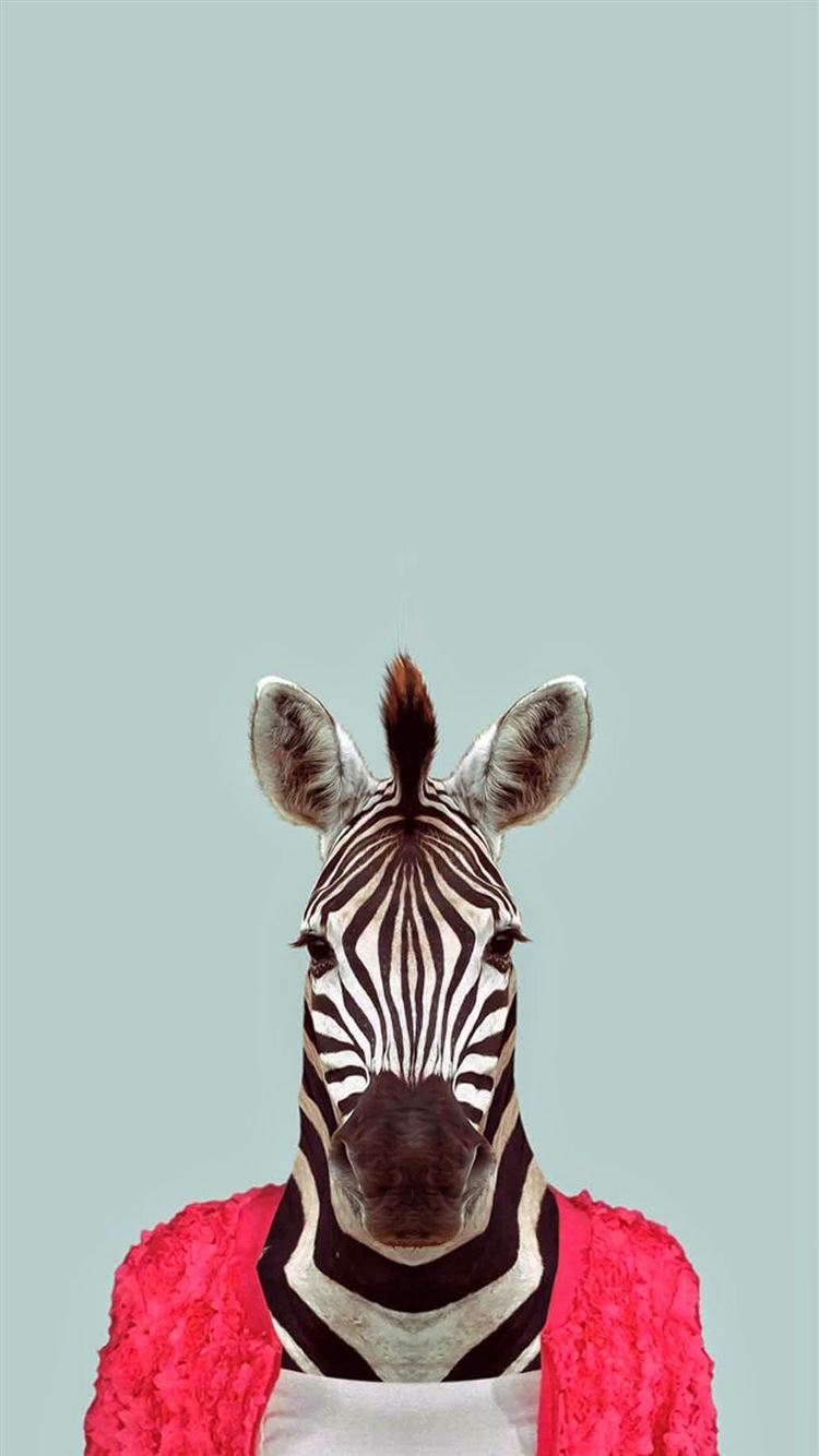 Zebra Funny Animal Portrait iPhone 8 Wallpapers Free Download