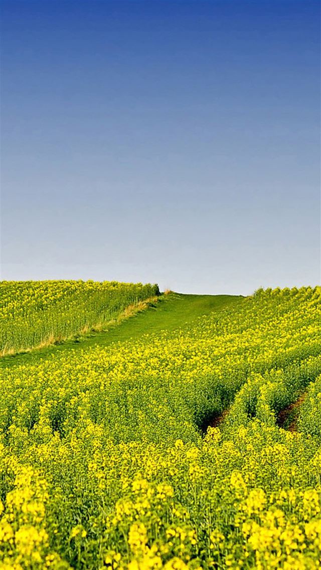 1080x1920 Nature Wide Cole Flowers Field - hill iPhone 8 Wallpaper