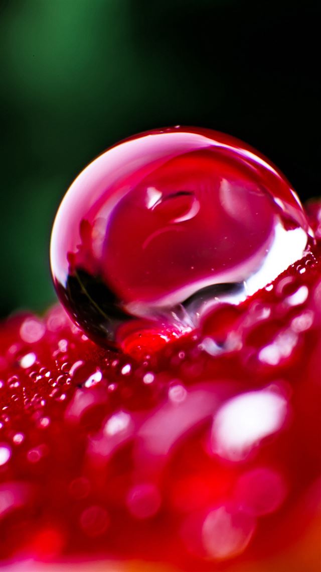 1080x1920 Macro Wonderful Crystal Petal Drop - macro iPhone 8 Wallpaper