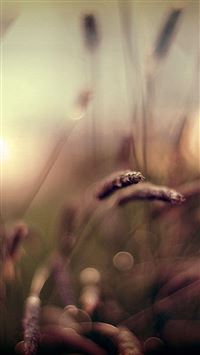 Brown Wheat Field Bokeh Scenery wallpaper