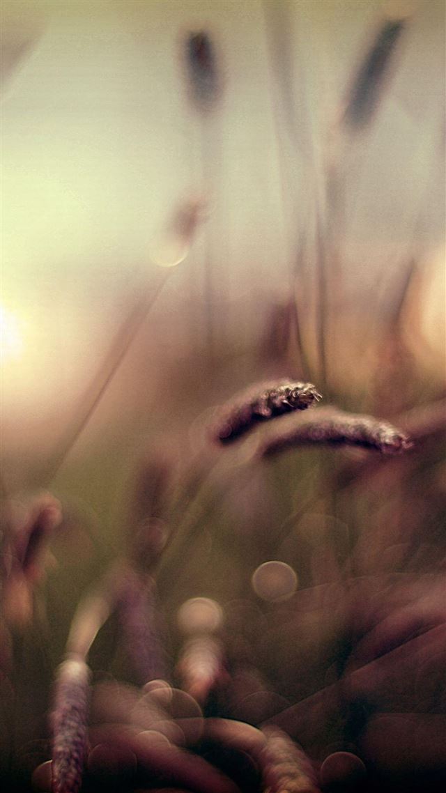 1080x1920 Brown Wheat Field Bokeh Scenery - yellow iPhone 8 Wallpaper