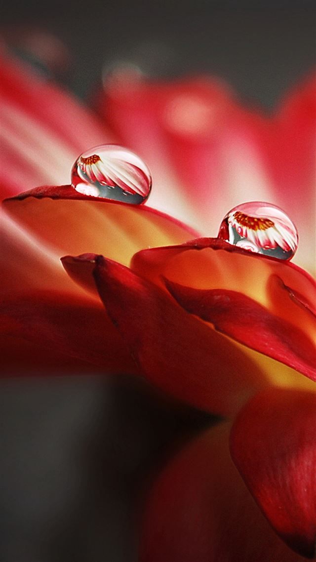 1080x1920 Macro Wonderful Drop - drop iPhone 8 Wallpaper