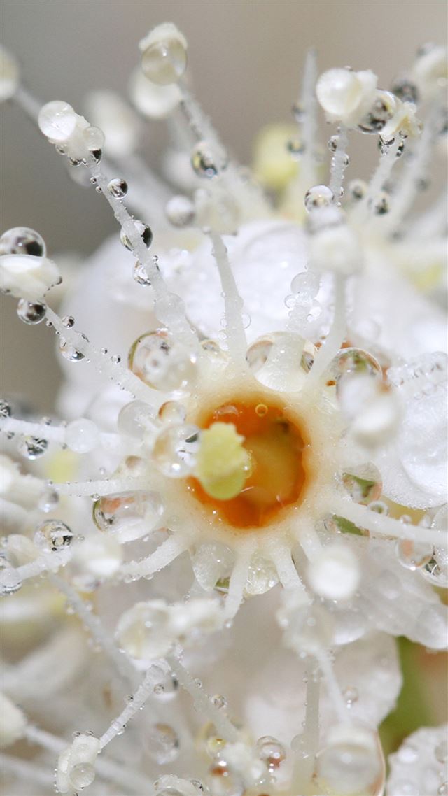 1080x1920 Pearl Dew Macro - dew iPhone 8 Wallpaper