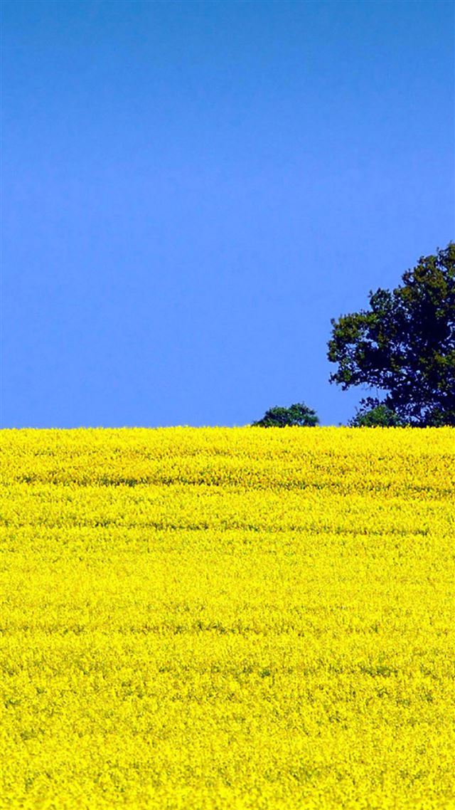 1080x1920 Pure Blossom Cole Flowers Field Landscape - tree iPhone 8 Wallpaper