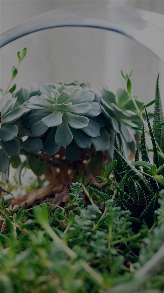 1080x1920 Flower Green House Vase Nature Art Dark - house iPhone 8 Wallpaper