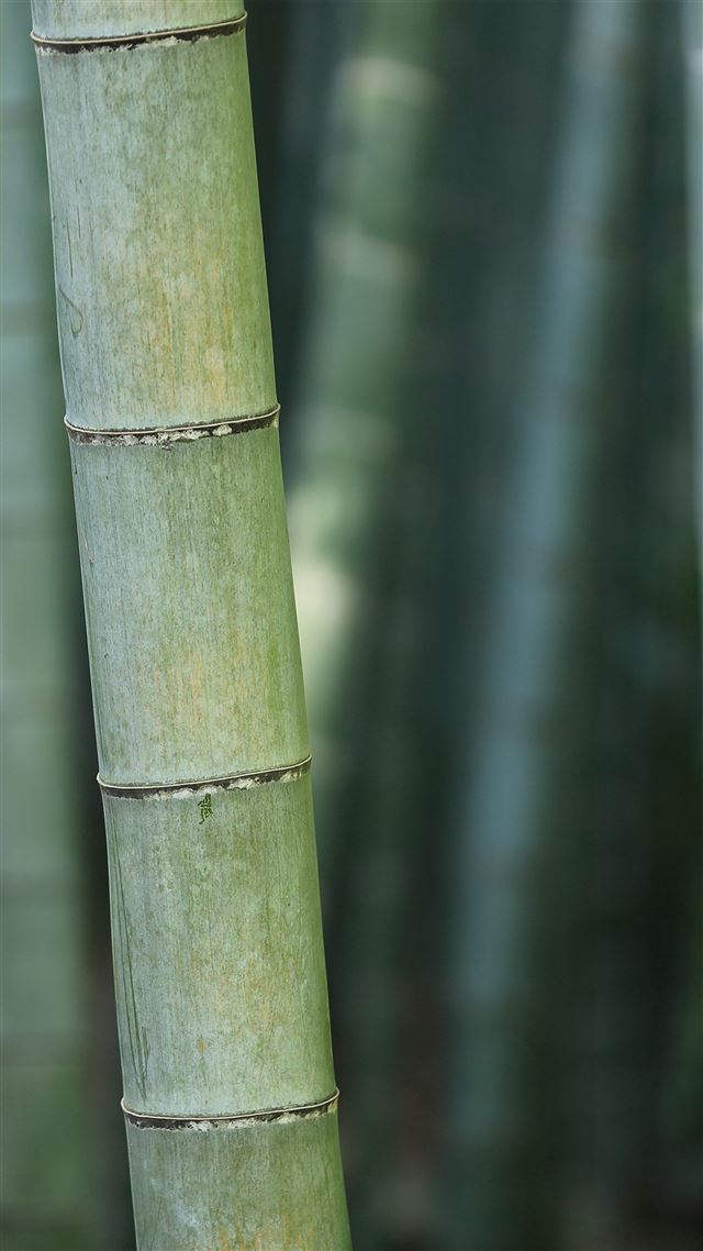 1920x3413 Bamboo Nature Tree Green -  iPhone 8 Wallpaper