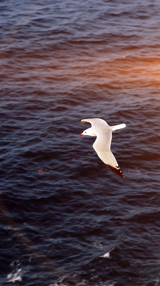 1080x1920 Seagull Bird Sea Ocean Animal Nature Flare - flying iPhone 8 Wallpaper