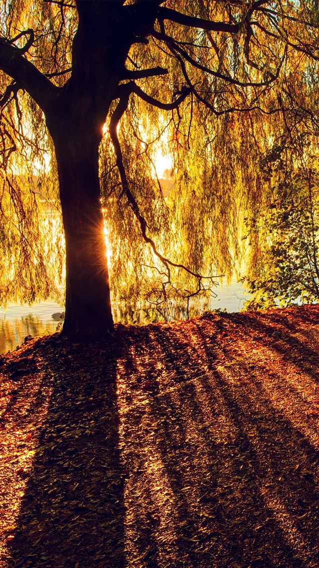 1080x1920 Morning Lake Tree Sunshine Nature - shadow iPhone 8 Wallpaper