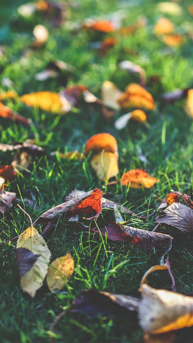 1080x1920 Fall Leaf Nature Green Backyard - fall iPhone 8 Wallpaper