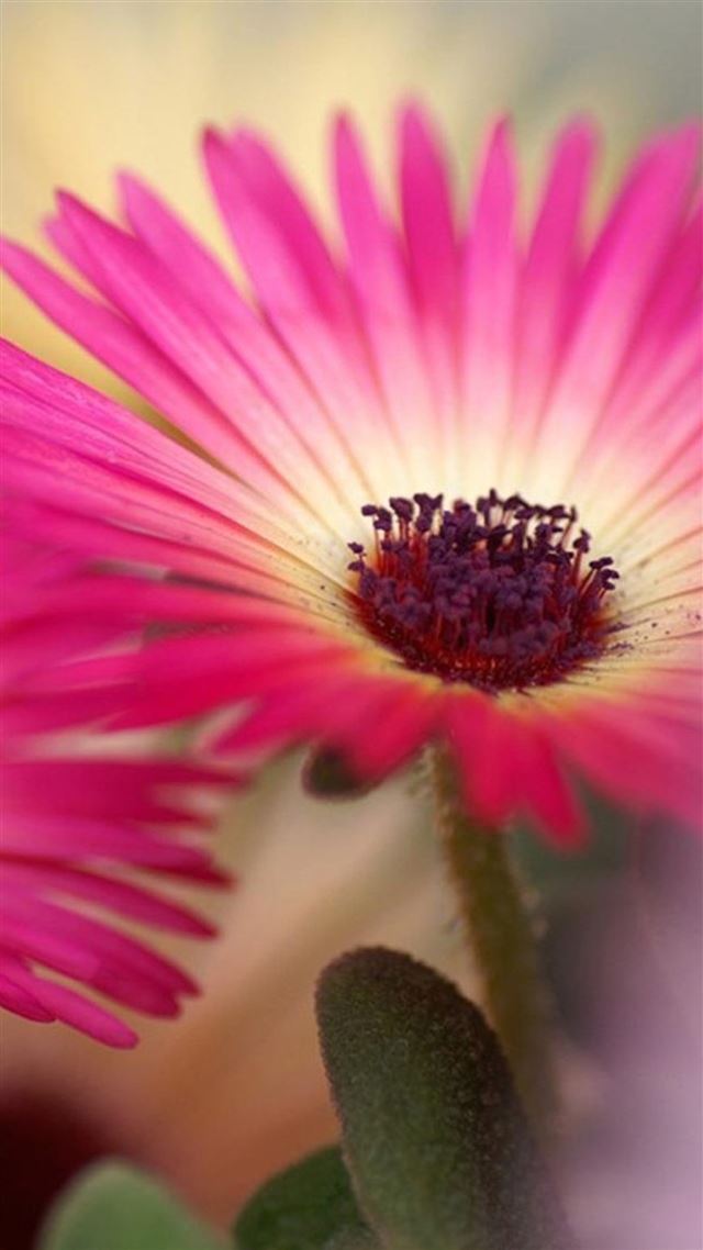 1080x1920 Pink Daisy Flower Macro - close up iPhone 8 Wallpaper