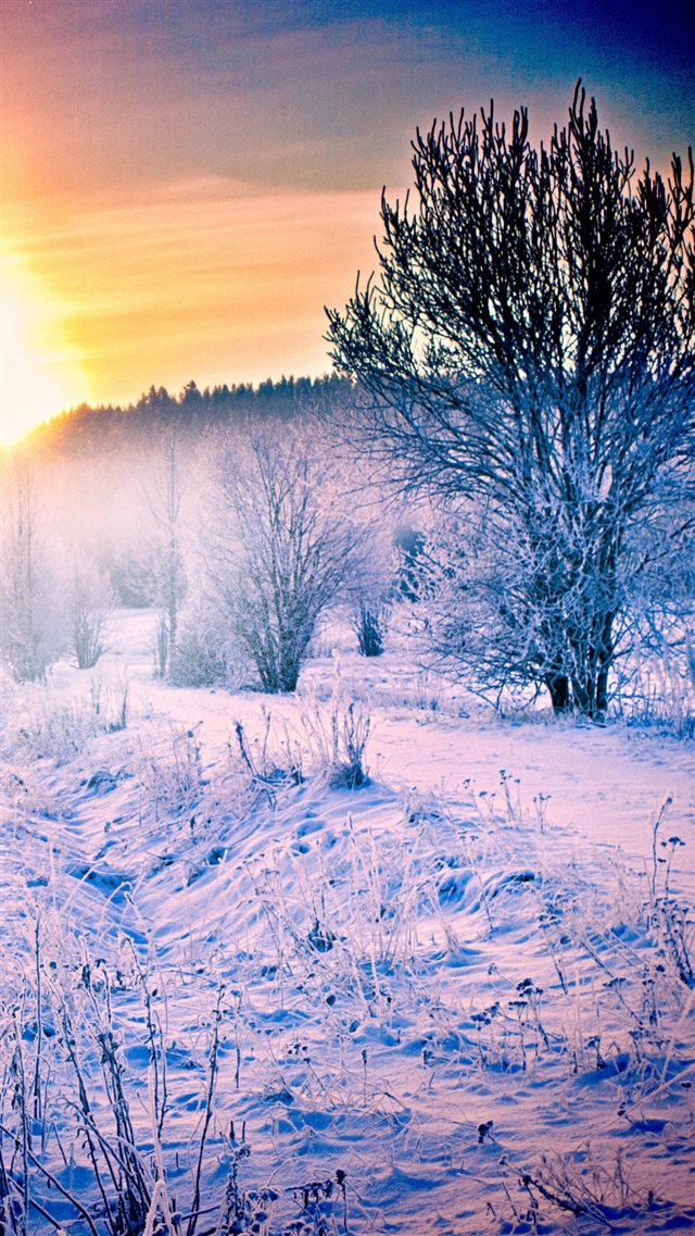 1080x1920 Winter Snow Forest Trail - path iPhone 8 Wallpaper