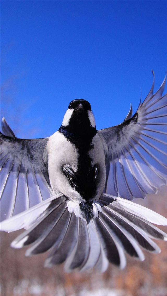 1080x1920 Bird Flapping Wings Sky - animal iPhone 8 Wallpaper