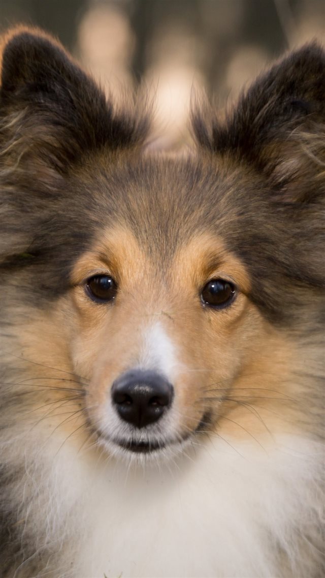 1080x1920 Shetland Sheepdog Dog Muzzle Fluffy - cute iPhone 8 Wallpaper