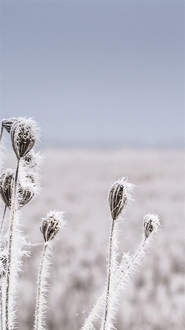1080x1920 Snow Winter Flower Bokeh Nature - macro iPhone 8 Wallpaper