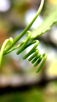 Grass Curly Black Macro wallpaper