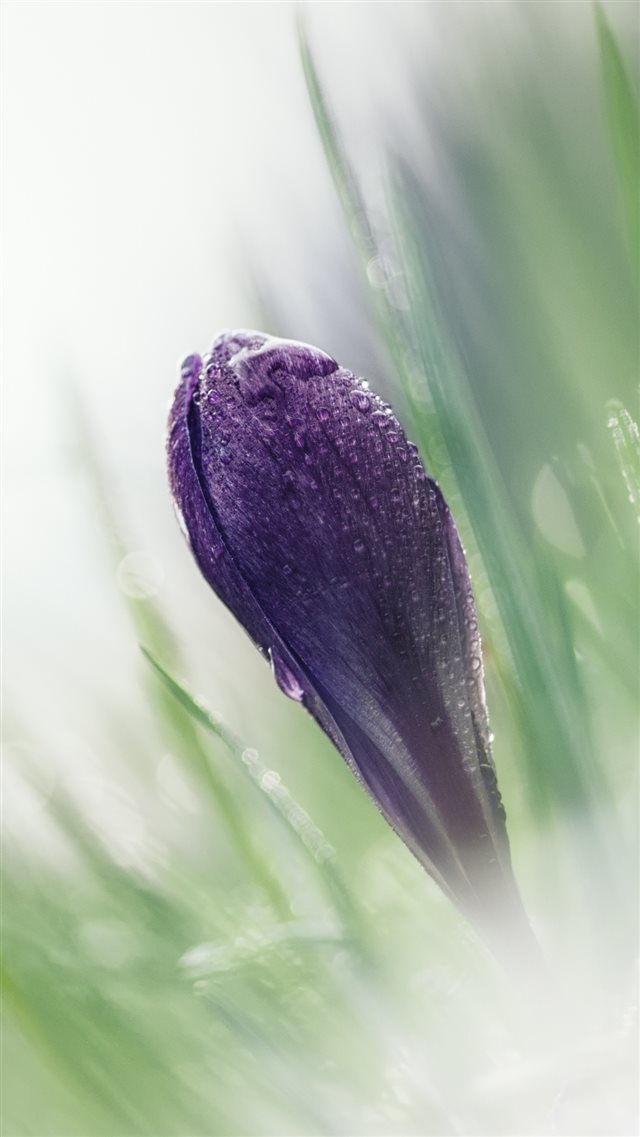 1080x1920 Crocus Macro Snowdrop Blurring - macro iPhone 8 Wallpaper