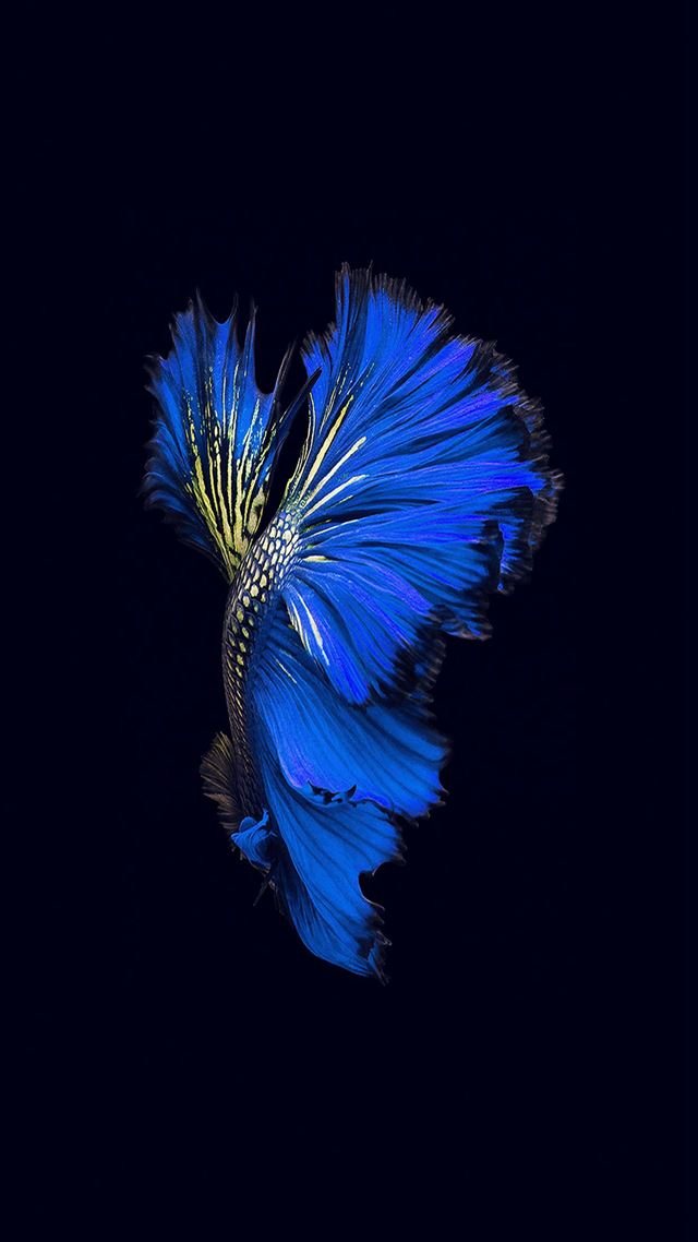 1080x1920 Apple Ios9 Fish Live Background Dark Blue - background iPhone 8 Wallpaper