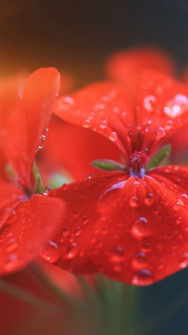 900x1600 Spring Flower Party Red Nature Flare - close up iPhone 8 Wallpaper