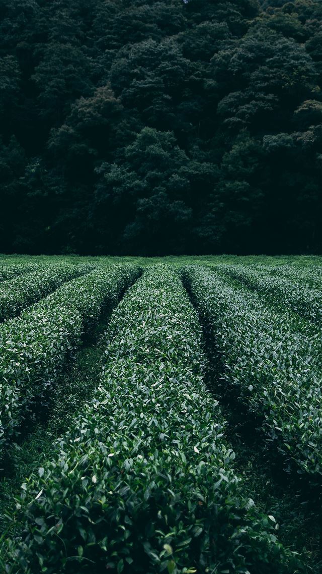 1080x1920 Farm Green Nature Flower Leaf Tree - flower iPhone 8 Wallpaper
