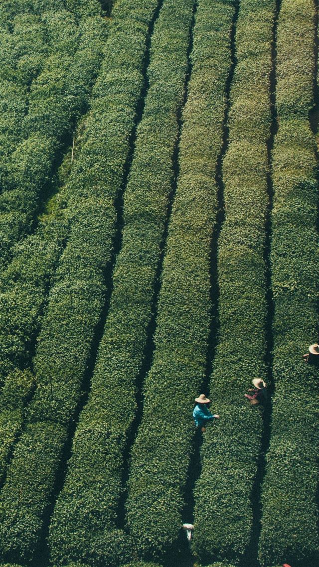 1080x1920 Farmer Green Nature Field Mountain - land iPhone 8 Wallpaper