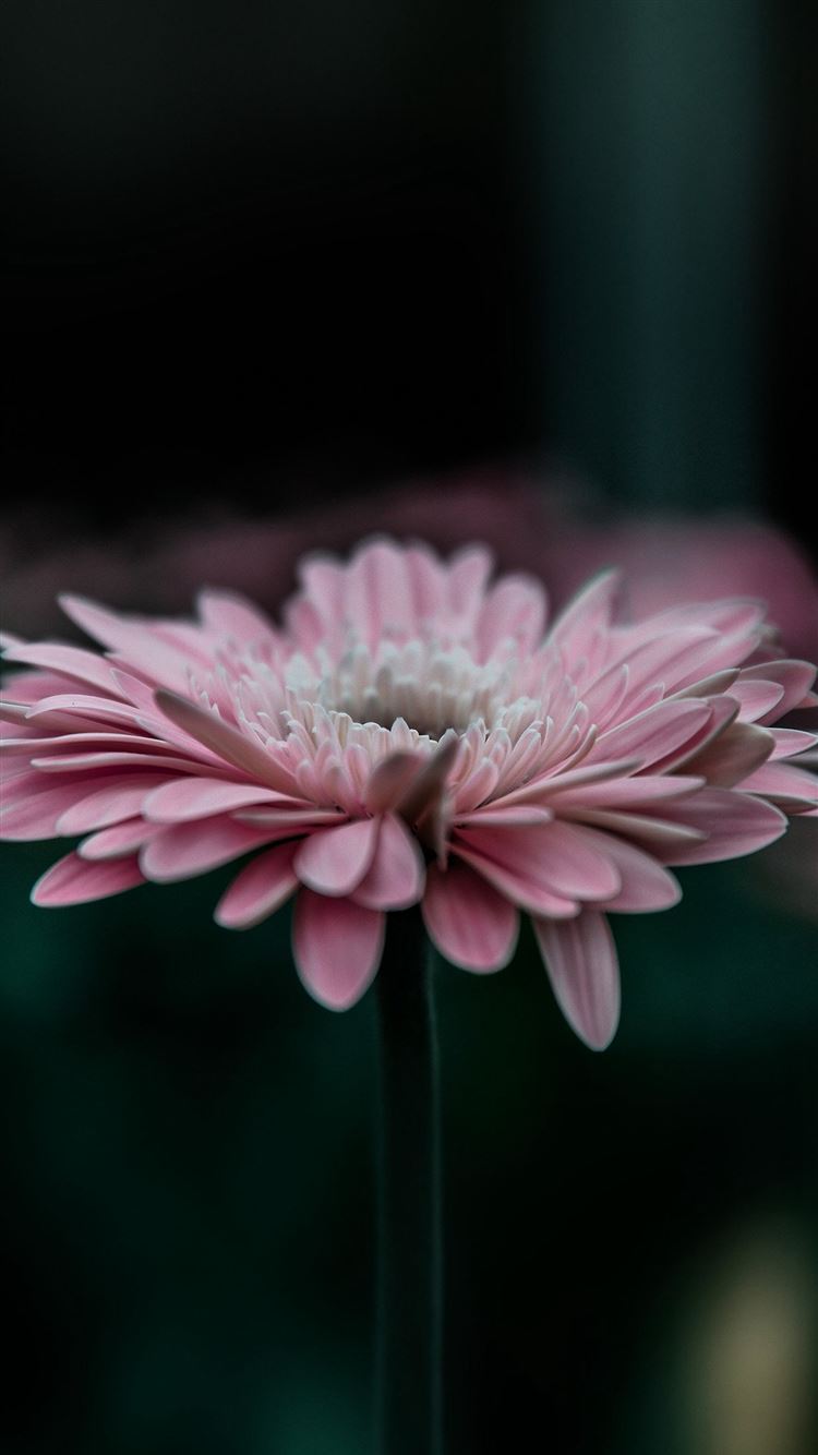 Flower Pink Calm Nature Bokeh iPhone 8 Wallpapers Free Download