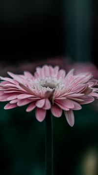 Flower Pink Calm Nature Bokeh iPhone 6(s)~8(s) wallpaper
