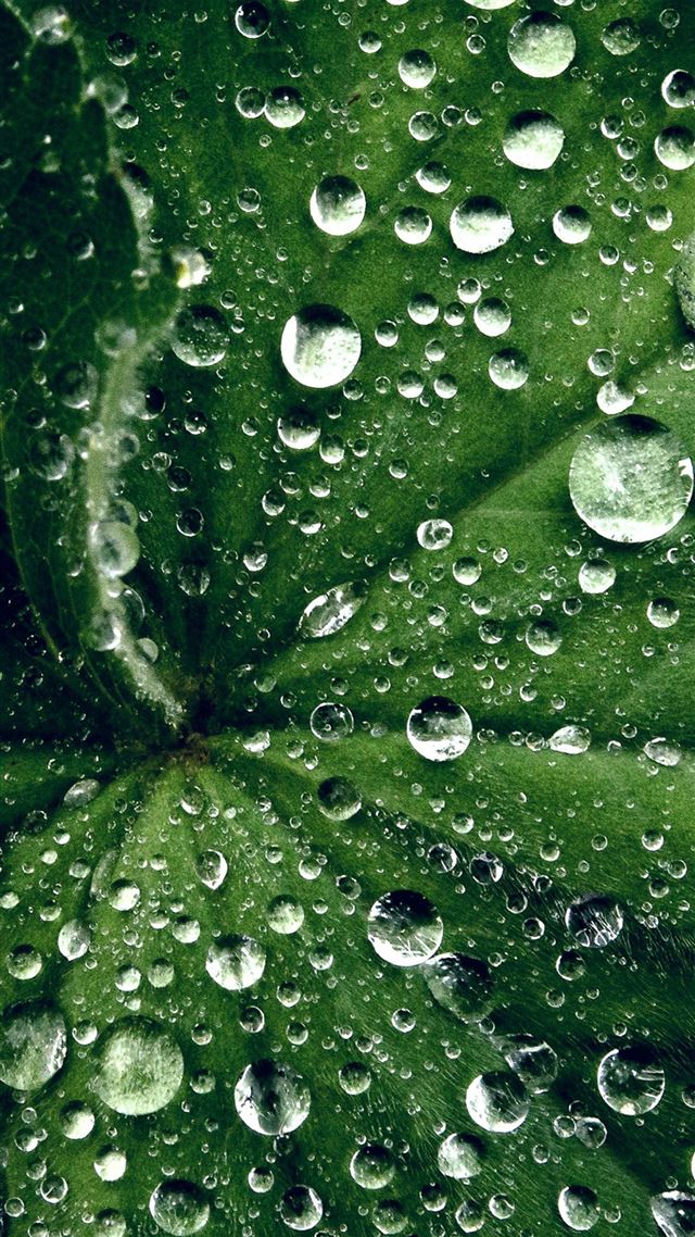 1080x1920 Water Drop On Leaf Summer Green Live - macro iPhone 8 Wallpaper