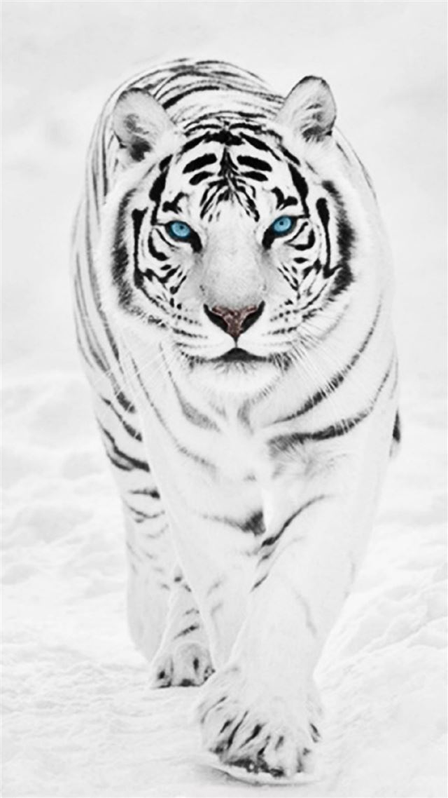1080x1920 White Wild Tiger Animal Retina -  iPhone 8 Wallpaper