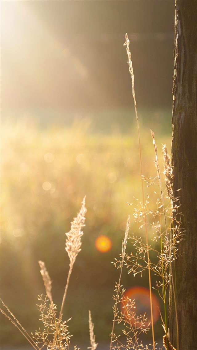 1080x1920 Sunshie Field Tree Light Flare Weed - weed iPhone 8 Wallpaper