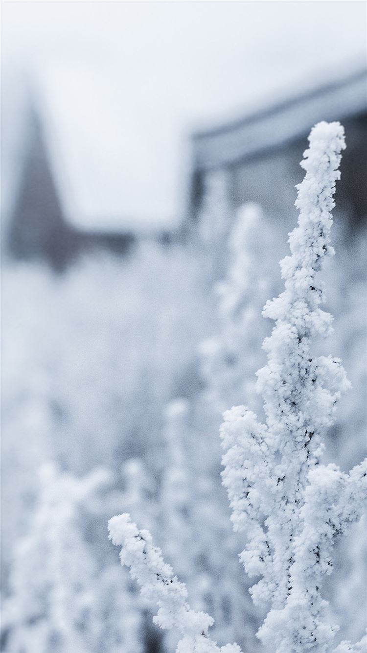 Snow White Winter Flower IPhone 8 Wallpapers Free Download