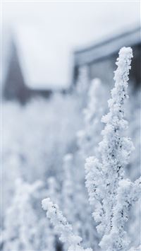Snow White Winter Flower wallpaper