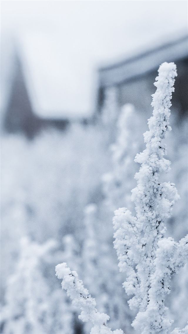 1080x1920 Snow White Winter Flower - icy iPhone 8 Wallpaper