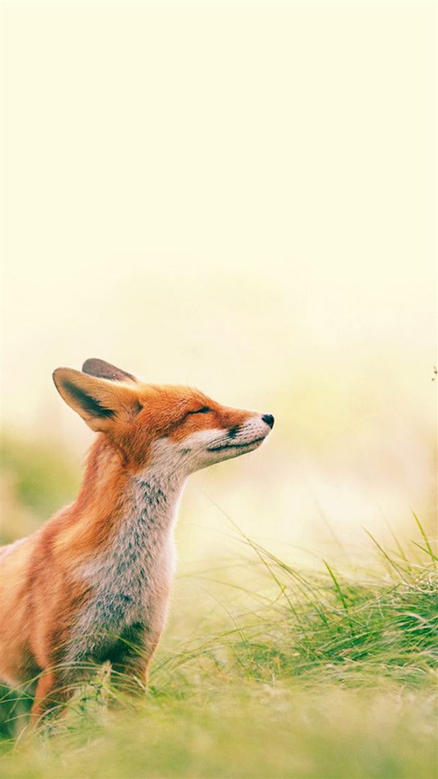 1080x1920 Fox Scenting Breeze - fox iPhone 8 Wallpaper