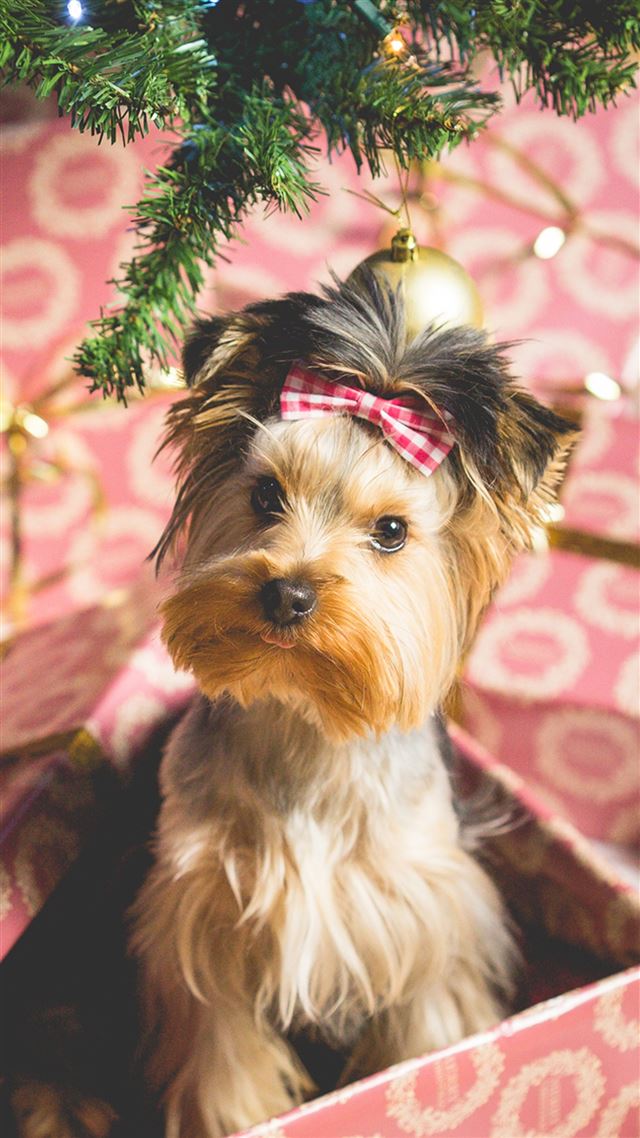 1080x1920 Cute Puppy Christmas Present - sweet iPhone 8 Wallpaper