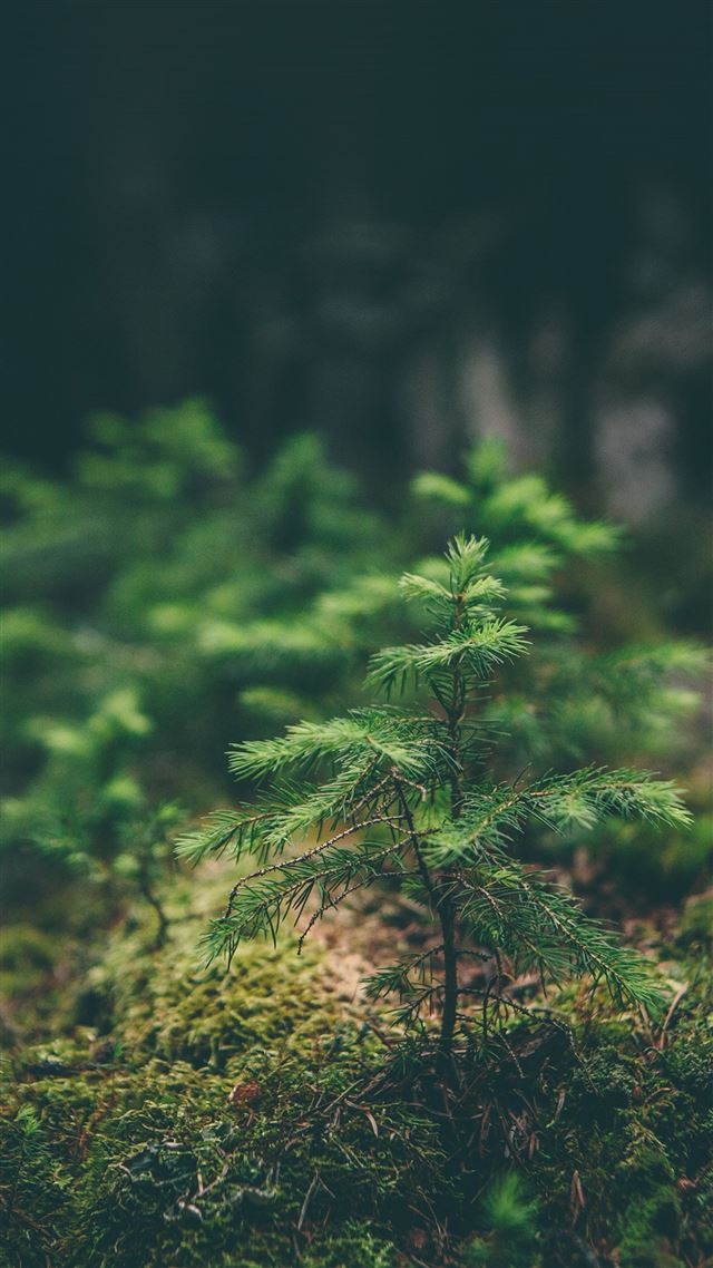 1080x1920 Green Moss Flower Nature - yellow iPhone 8 Wallpaper