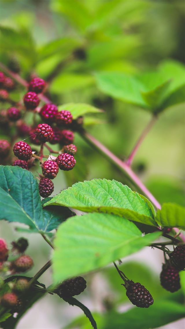 1080x1920 Red Berry Bush Nature Flower - berry iPhone 8 Wallpaper